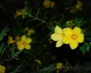 perfumes-das-flores-noturnas (15)