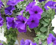 319455__pot-in-my-garden-with-purple-petunias_p