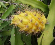 pitaya-amarela (5)