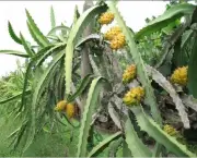 pitaya-amarela (6)