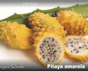 pitaya-amarela (14)