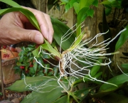 plantando-orquideas-em-vasos-Foto-n.2-Verificando-a-sanidade-da-planta-2