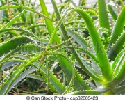 Planta Aloe Vera (1)
