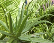 Planta Aloe Vera (2)