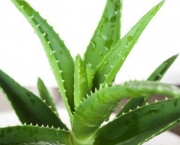 Planta Aloe Vera (3)