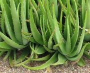 Planta Aloe Vera (4)