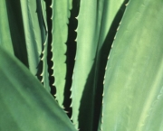 Planta Aloe Vera (5)
