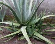 Planta Aloe Vera (6)