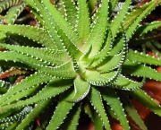 Planta Aloe Vera (8)