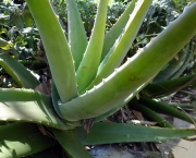 Planta Aloe Vera (9)