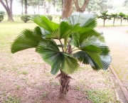 planta-licuala (1)