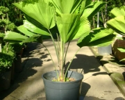 planta-licuala (2)