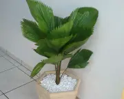 planta-licuala (12)