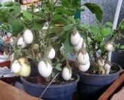 planta-ovo-a-solanum-ovigerum (2)
