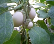 planta-ovo-a-solanum-ovigerum (3)