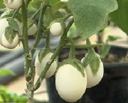 planta-ovo-a-solanum-ovigerum (6)