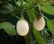 planta-ovo-a-solanum-ovigerum (7)