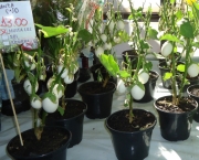 planta-ovo-a-solanum-ovigerum (11)