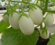 planta-ovo-a-solanum-ovigerum (12)