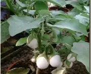 planta-ovo-a-solanum-ovigerum (18)
