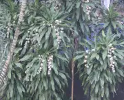 planta-pau-dagua-coqueiro-de-venus (2)