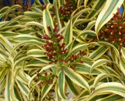 planta-pau-dagua-coqueiro-de-venus (5)