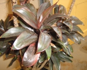 planta-pau-dagua-coqueiro-de-venus (9)