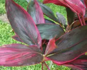 planta-pau-dagua-coqueiro-de-venus (11)