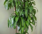 planta-pau-dagua-coqueiro-de-venus (13)