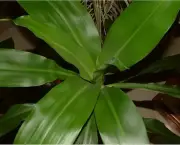planta-pau-dagua-coqueiro-de-venus (15)