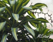 planta-pau-dagua-coqueiro-de-venus (16)