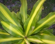planta-pau-dagua-coqueiro-de-venus (18)
