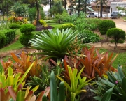 Plantas Ornamentais De Jardim (4)