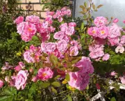 plantas-que-complementam-roseiras (7)