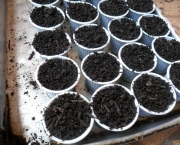 plantio-de-sementes (4)