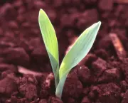 plantio-de-sementes (12)