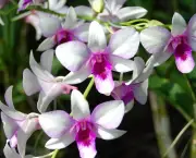 por-que-uma-orquidea-nao-floresce (10)