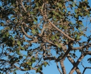 Quina Rosa - Árvore (3)