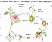 Entenda Como as Plantas de Reproduzem (2)