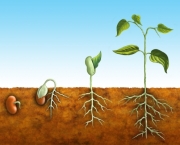 Entenda Como as Plantas de Reproduzem (4)