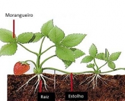 Entenda Como as Plantas de Reproduzem (7)