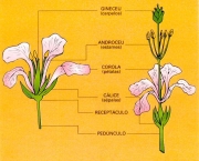 Entenda Como as Plantas de Reproduzem (10)