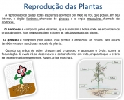 Entenda Como as Plantas de Reproduzem (11)
