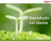 Entenda Como as Plantas de Reproduzem (12)