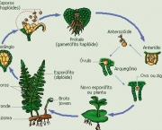 Entenda Como as Plantas de Reproduzem (13)