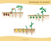 Entenda Como as Plantas de Reproduzem (14)