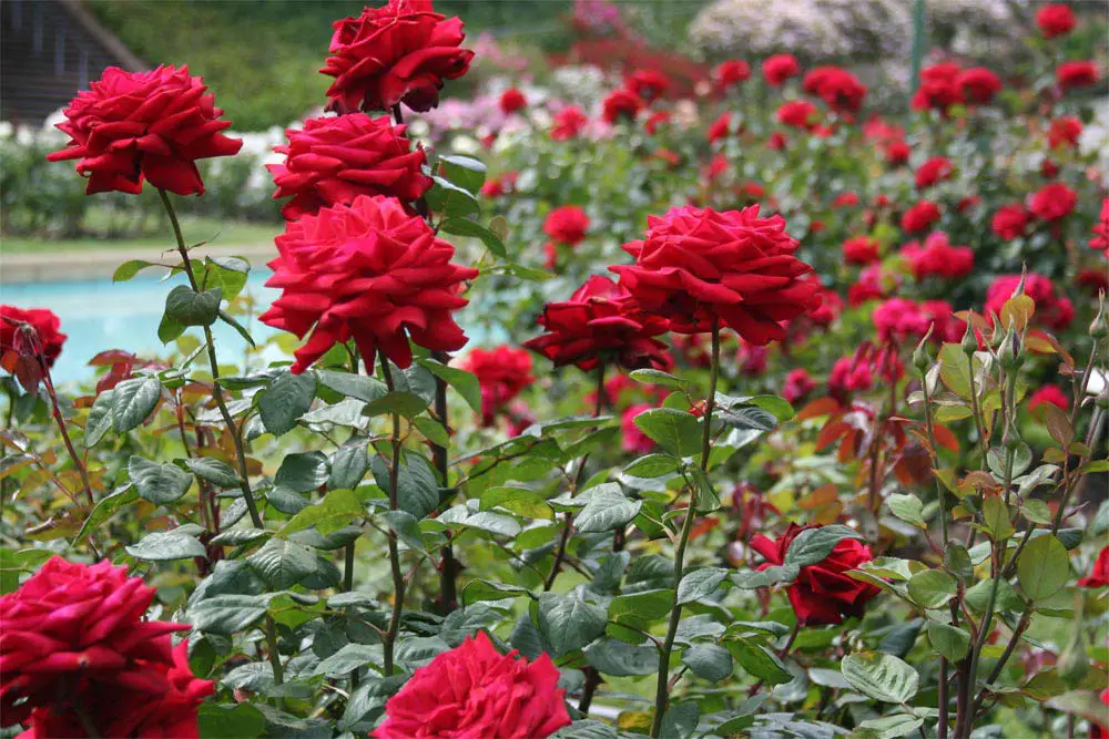 As 10 Melhores Fotos de Rosas Vermelhas do Flickr Flores