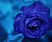 Rosa Azul Prateada (2)