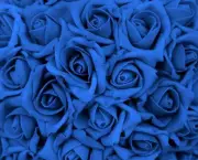 Rosa Azul Prateada (3)