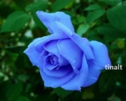 Rosa Azul Prateada (4)